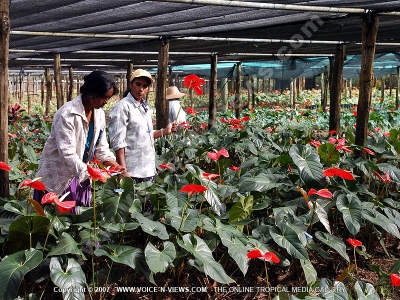 anthurium cultivation in greenhouse mauritius
