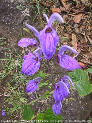 brilliantaisia owariensis mauritius
