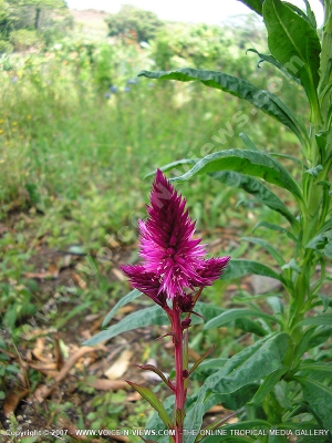 cockcomb flower mauritius
