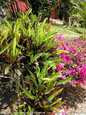 croton plant mauritius
