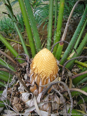 cycas sagottier mauritius
