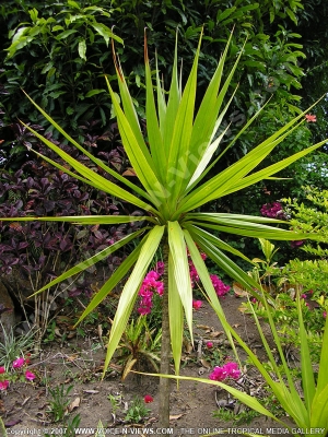 dracaena concinna mauritius
