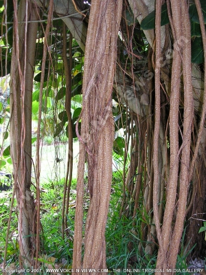 ficus reflexa(la fourche) mauritius
