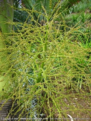 hyophorbe flower mauritius (palmiste bouteille)
