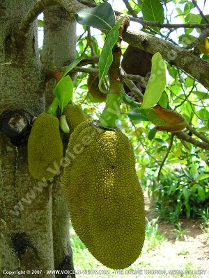 jaque fruit mauritius
