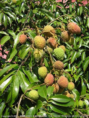 letchis fruit mauritius
