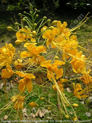 mauritius barbados pride (caesalpinia pulcherima)
