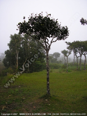 mauritius young ebony tree copy
