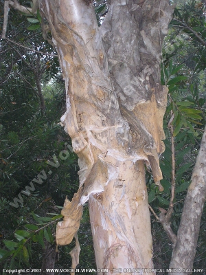 papyrus tree mauritius
