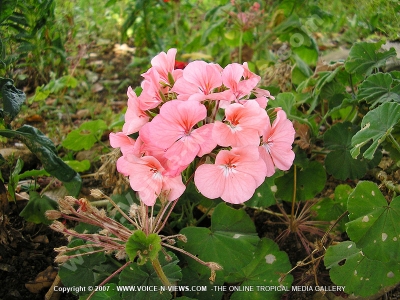 pelargonium inquinans pink flower mauritius
