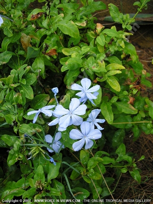 plumbago auriculata (cape leadwort) mauritius

