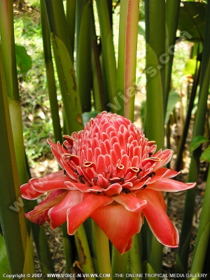 rose porcelaine flower mauritius
