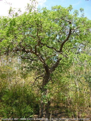 sausage tree kigelia africana mauritius
