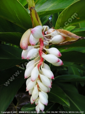 shell ginger (alpinia zerumbet) flower mauritius
