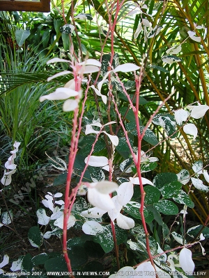 tropical snow bush mauritius
