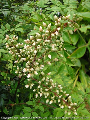white ecalyptus flower mauritius
