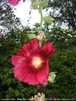 Filename=alcea_rosea_hollyhock_mauritius.jpg
Filesize=175KiB
Dimensions=600x800
Date added=Jul 18, 2008 alcea_rosea_hollyhock_mauritius.jpg