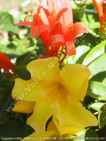Filename=allamanda_mauritius.jpg
Filesize=112KiB
Dimensions=600x800
Date added=Jul 18, 2008 allamanda_mauritius.jpg