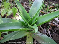 Filename=aloe_vera_front_view_mauritius.jpg
Filesize=220KiB
Dimensions=800x600
Date added=Jul 18, 2008 aloe_vera_front_view_mauritius.jpg
