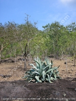 Filename=aloe_vera_mauritius.jpg
Filesize=263KiB
Dimensions=600x800
Date added=Jul 18, 2008 aloe_vera_mauritius.jpg