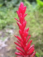 Filename=alpinia_purpurata_mauritius.jpg
Filesize=102KiB
Dimensions=600x800
Date added=Jul 18, 2008 alpinia_purpurata_mauritius.jpg
