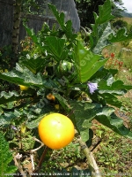 Filename=anguive_mauritius.jpg
Filesize=269KiB
Dimensions=600x800
Date added=Jul 18, 2008 anguive_mauritius.jpg