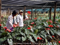 Filename=anthurium_cultivation_in_greenhouse_mauritius.jpg
Filesize=289KiB
Dimensions=800x600
Date added=Jul 18, 2008 anthurium_cultivation_in_greenhouse_mauritius.jpg