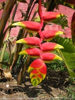 Filename=beaked_heliconia_mauritius.jpg
Filesize=262KiB
Dimensions=600x800
Date added=Jul 18, 2008 beaked_heliconia_mauritius.jpg