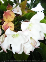 Filename=beaumontia_grandiflora_flower_mauritius.jpg
Filesize=135KiB
Dimensions=600x800
Date added=Jul 18, 2008 beaumontia_grandiflora_flower_mauritius.jpg