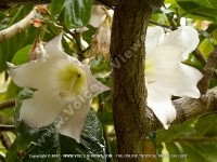 Filename=beaumontia_grandiflora_mauritius.jpg
Filesize=171KiB
Dimensions=800x600
Date added=Jul 18, 2008 beaumontia_grandiflora_mauritius.jpg