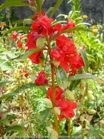 Filename=benjamine_mauritius.jpg
Filesize=212KiB
Dimensions=600x800
Date added=Jul 18, 2008 benjamine_mauritius.jpg