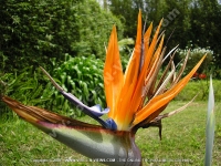 birds_of_paradise_mauritius.jpg