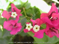 bougainvillier_mauritius.jpg