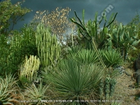 Filename=cactus_mauritius.jpg
Filesize=194KiB
Dimensions=800x600
Date added=Jul 18, 2008 cactus_mauritius.jpg