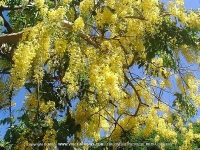 Filename=cassia_tree_mauritius.jpg
Filesize=303KiB
Dimensions=800x600
Date added=Jul 18, 2008 cassia_tree_mauritius.jpg