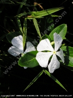 Filename=chapeau_naire_mauritius.jpg
Filesize=128KiB
Dimensions=600x800
Date added=Jul 18, 2008 chapeau_naire_mauritius.jpg