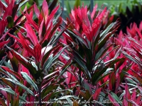 Filename=cordyline_mauritania(cordyline)_mauritius.jpg
Filesize=235KiB
Dimensions=800x600
Date added=Jul 18, 2008 cordyline_mauritania(cordyline)_mauritius.jpg