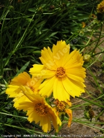 Filename=cosmos_bippinatus_mauritius.jpg
Filesize=178KiB
Dimensions=600x800
Date added=Jul 18, 2008 cosmos_bippinatus_mauritius.jpg