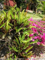 Filename=croton_plant_mauritius.jpg
Filesize=366KiB
Dimensions=600x800
Date added=Jul 18, 2008 croton_plant_mauritius.jpg