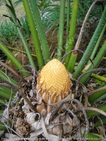 Filename=cycas_sagottier_mauritius.jpg
Filesize=223KiB
Dimensions=600x800
Date added=Jul 18, 2008 cycas_sagottier_mauritius.jpg