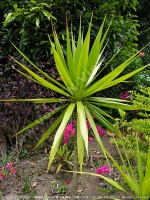 Filename=dracaena_concinna_mauritius.jpg
Filesize=256KiB
Dimensions=600x800
Date added=Jul 18, 2008 dracaena_concinna_mauritius.jpg