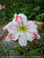 Filename=eye_catching_red_white_hippeastrum_amaryllis_flower_mauritius.jpg
Filesize=181KiB
Dimensions=600x800
Date added=Jul 18, 2008 eye_catching_red_white_hippeastrum_amaryllis_flower_mauritius.jpg
