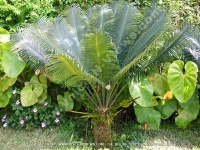 Filename=fern_palm_mauritius.jpg
Filesize=270KiB
Dimensions=800x600
Date added=Jul 18, 2008 fern_palm_mauritius.jpg