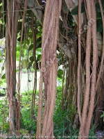 Filename=ficus_reflexa(la_fourche)_mauritius.jpg
Filesize=242KiB
Dimensions=600x800
Date added=Jul 18, 2008 ficus_reflexa(la_fourche)_mauritius.jpg