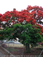 Filename=flamboyant(delonix_regia)_mauritius.jpg
Filesize=215KiB
Dimensions=600x800
Date added=Jul 18, 2008 flamboyant(delonix_regia)_mauritius.jpg