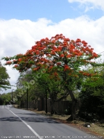 Filename=flamboyant(delonix_regia)_tree_mauritius.jpg
Filesize=165KiB
Dimensions=600x800
Date added=Jul 18, 2008 flamboyant(delonix_regia)_tree_mauritius.jpg