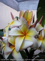Filename=frangipane_(michelia_champaca)_flower_mauritius.jpg
Filesize=123KiB
Dimensions=600x800
Date added=Jul 18, 2008 frangipane_(michelia_champaca)_flower_mauritius.jpg