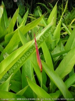 Filename=heliconia_psittacorum_flower_mauritius.jpg
Filesize=171KiB
Dimensions=600x800
Date added=Jul 18, 2008 heliconia_psittacorum_flower_mauritius.jpg