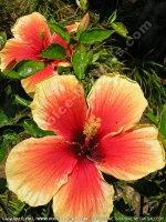 Filename=hibiscus_genevii_flower_mauritius.jpg
Filesize=236KiB
Dimensions=600x800
Date added=Jul 18, 2008 hibiscus_genevii_flower_mauritius.jpg