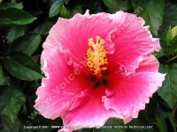 Filename=hibiscus_rosa_sinesis_mauritius.jpg
Filesize=177KiB
Dimensions=800x600
Date added=Jul 18, 2008 hibiscus_rosa_sinesis_mauritius.jpg